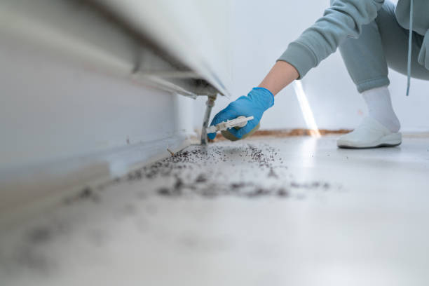 Best Flea Control Services  in Milan, TN
